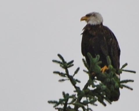 bald eagle sitting in tree top